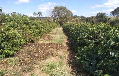Imagem 6: Sítio de 1 Alqueire Formado em Café e abacate no Sul de Minas Gerais