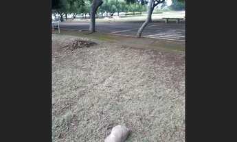 Imagem 3: Vendo Jazigo Cemitério Parque das Acácias Campinas