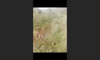 Imagem 6: Terreno de 10 há em Oliveira