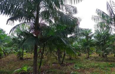 Imagem 5: Sítio 14,29 hectares com açaizal de 18 mil pés por R$300 mil