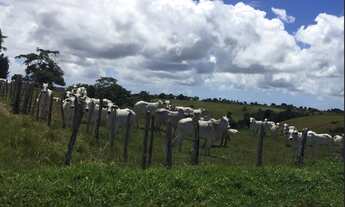Imagem 7: FAZENDA EM SÃO FELIPE-BA