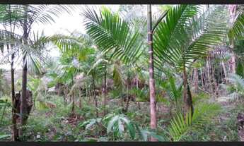 Imagem: R$230 mil Sítio frutífero situado em São