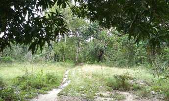 Imagem 4: R$160 mil Fazenda 118 hectares em Marapanim região pra criação de camarão