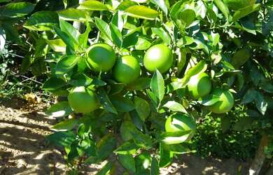 Imagem 3: Vendo chácara no sertão do Ribeirão