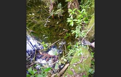 Imagem 3: SITIO EM BOM JARDIM DE MINAS