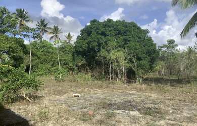 Imagem 7: Vendo terreno com 6 hectares- Engenho Monjope