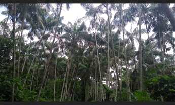 Imagem 6: Fazenda 325 hectares a 180 km de Belém com 60 mil pés de açaí R$3,6 milhões