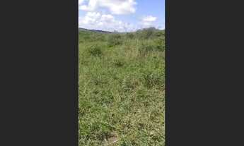 Imagem 4: Fazenda 250 hectares Sul da Bahia Teixeira de Freitas Bahia 73 999559555 Pecuária