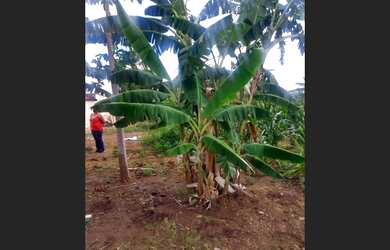 Imagem 5: Vende-se Chácara localizada no Congo na saída PB 214