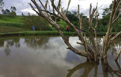 Imagem 6: SÍTIO A VENDA EM ABATIA PR