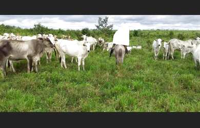 Imagem 2: 150 hectares fazendinha pronta documentada por R$3 milhões