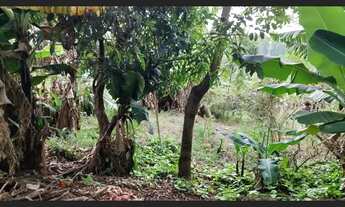Imagem 5: Tamarana chácara troco por carro chácara 5.600 metros a 1 km Mauá da serra PR