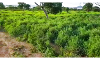 Imagem 4: 290 Alqs Boa Água Terra e Logística Região Palmeirópolis TO