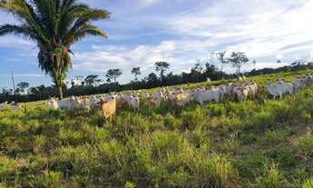 Imagem 6: Fazenda em União Bandeirantes