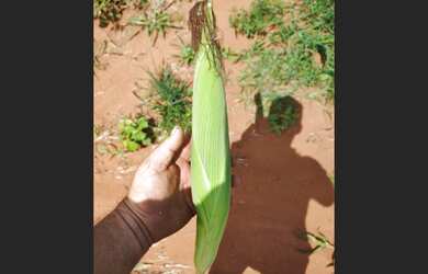 Imagem 5: 190 Alqs Ágio Arrendamento Disponivel Pra Soja Amorinópolis GO