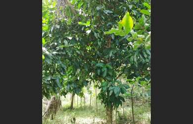 Imagem 2: VENDO SITIO EM CATU