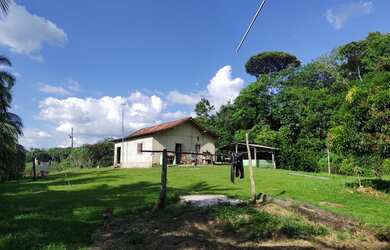 Imagem 3: VENDO TERRENO AGRICULA À 20 KM DE CASTANHAL (EM INHANGAPI) TEM MAIS DE 3 MIL TOUCEIRAS DE