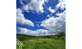 Imagem 4: TERRENO DE 7,4H PRÓXIMO A CE 187 EXCELENTE PARA AGRICULTURA
