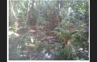 Imagem 2: 140 hectares na Pará Maranhão Vizeu por 140 mil reais documentada