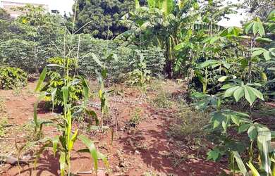 Imagem 5: Chácara no Vale Azul - Sarandi Pr