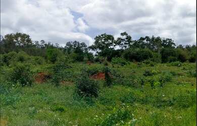 Imagem 2: Terreno de 6 mil m² em Campo Formoso