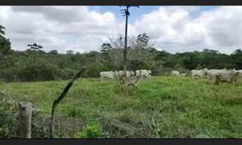 Imagem 3: Excelente fazenda em Araçás