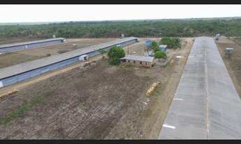 Imagem 5: 3 galpão pra granja 75 mil frangos em pleno funcionamento poço 250 hectares