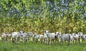 Imagem 5: Fazenda Município próximo Rondônia, fazenda 150 mil hectares