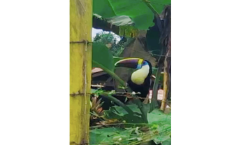 Imagem 7: Suítes climatizadas com piscina e Wi-Fi