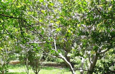 Imagem 5: Sitio das Flores