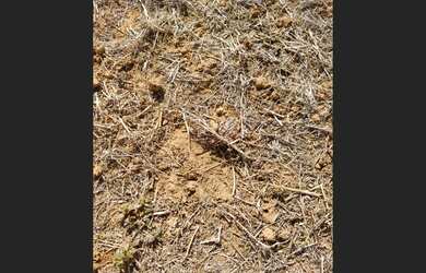 Imagem 5: 578 Alqs Arrendamento Disponivel Pra Soja Gurupí TO