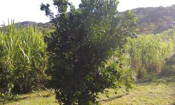 Imagem: Vendo chácara no sertão do Ribeirão