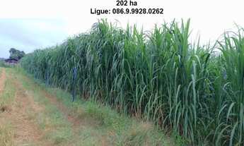 Imagem 2: Fazenda de 200 h em Teresina-Pi