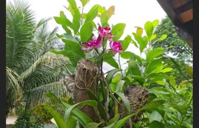 Imagem 7: Coroa Grande Frontal das Ilhas Casa + 2 Apartamentos