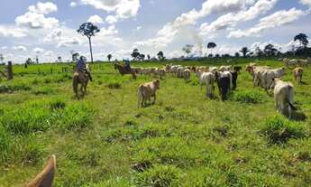 Imagem: Fazenda em União Bandeirantes