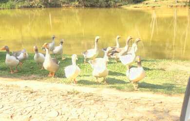 Imagem 7: Terreno na Fazendinha de Simão Pereira - MG