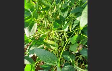 Imagem 3: 371 Alqs Arrendamento Disponivel Esta Plantando Araguaína TO