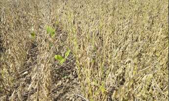 Imagem 7: FAZENDA À VENDA – PITANGA-PR