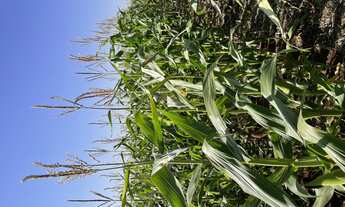 Imagem 5: Sítio à venda Fazenda / sítio com venda por R$510.000