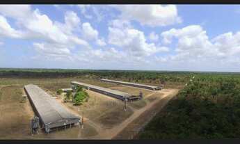 Imagem: 3 galpão pra granja 75 mil frangos em pleno