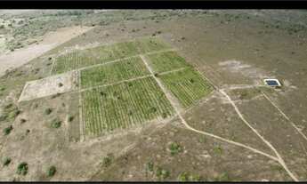 Imagem: Area rural com plantação de café