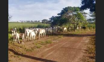 Imagem 4: Fazenda em parauapebas