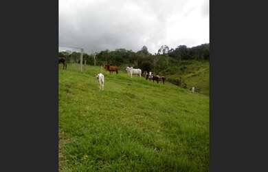 Imagem 2: Vendo roça 1 alqueirão (44 tarefa
