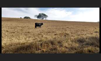 Imagem 6: Fazenda de 174 há em Cláudio MG