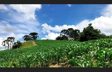 Imagem 2: Sítio 37.000 m² com Casa 2 Dorm. Rancho, Lagoa, Pomar de Frutas em Braço do Trombudo SC