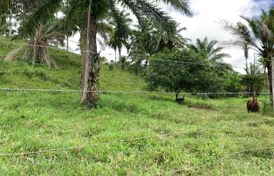 Imagem 2: Fazenda em Nazaré das farinhas-Ba