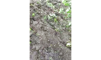 Imagem 2: 851 Alqs Plana Escura Boa Água Terra e Logística Taipas do TO