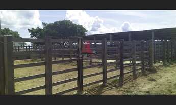Imagem: Fazenda p/gado c/ 540 tarefas no Santa Luzia