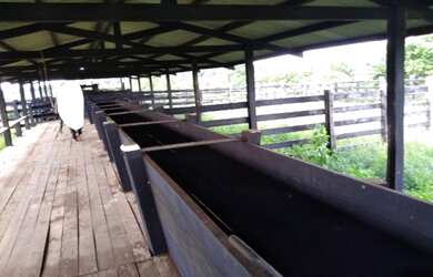 Imagem 6: Fazenda 900 alqueires dupla aptidão no Pará documentada R$27 milhões