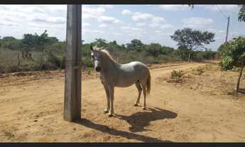 Imagem 6: Vende-se ou troca-se fazenda